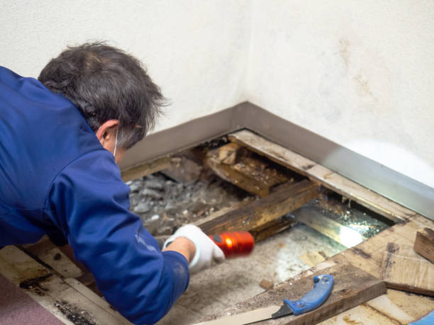  Rancho Santa Margarita, CA Mold Removal Pros