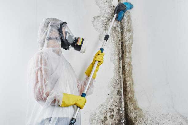 Best Post-Flood Mold Remediation in Rancho Santa Margarita, CA