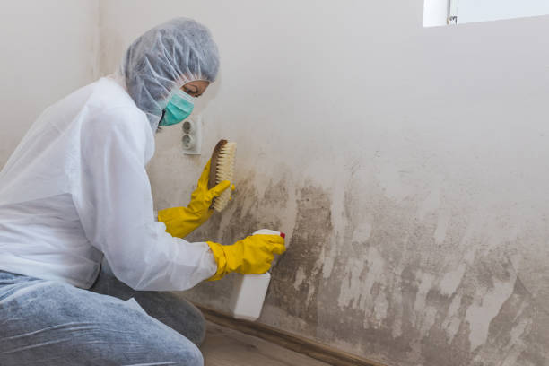 Trusted Rancho Santa Margarita, CA Mold Remediation Experts