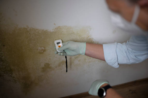 Best Industrial Mold Remediation in Rancho Santa Margarita, CA