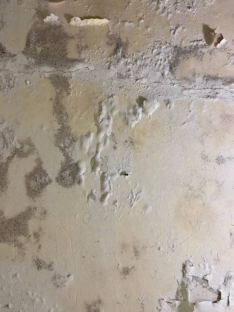 Best HVAC Mold Remediation in Rancho Santa Margarita, CA