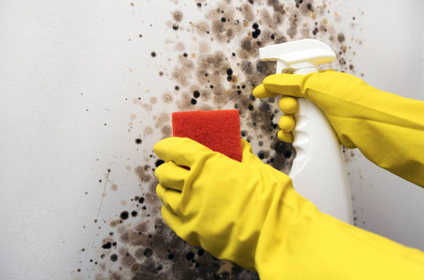 Best Basement Mold Remediation in Rancho Santa Margarita, CA