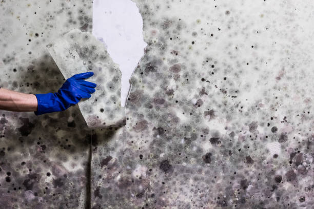 Best Mold Testing and Inspection Services in Rancho Santa Margarita, CA